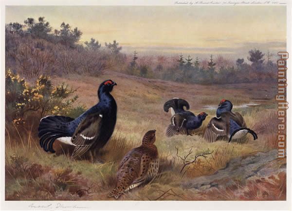 Blackgame at the Lek painting - Archibald Thorburn Blackgame at the Lek art painting